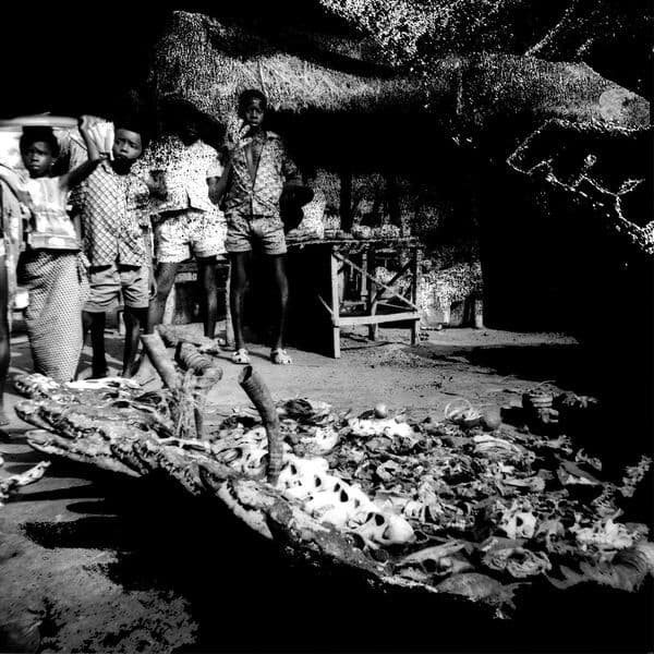 Babe_Roots-Tribal_War-Sweet-_LM005_-WEB-2019-BABAS