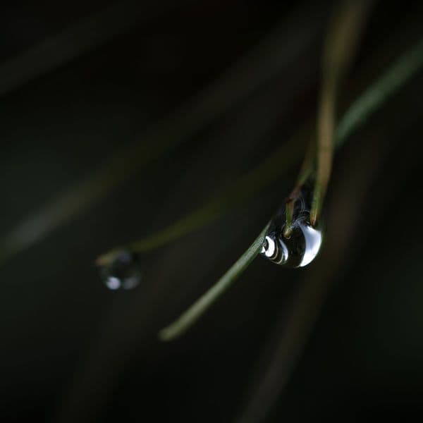 Forest_On_Stasys-In_Search_Of_Balance-_KZND002_-16BIT-WEB-FLAC-2020-BABAS