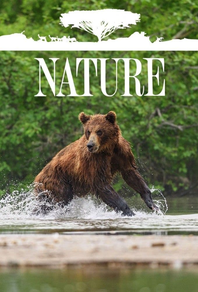 Nature S44E01 Walrus Life on Thin Ice 1080p x265-ELiTE