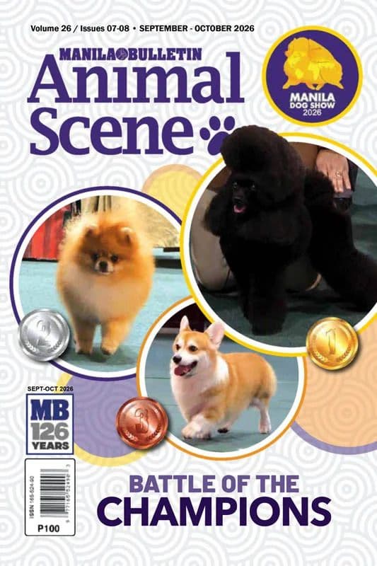 Animal_Scene_-_September_October_2026