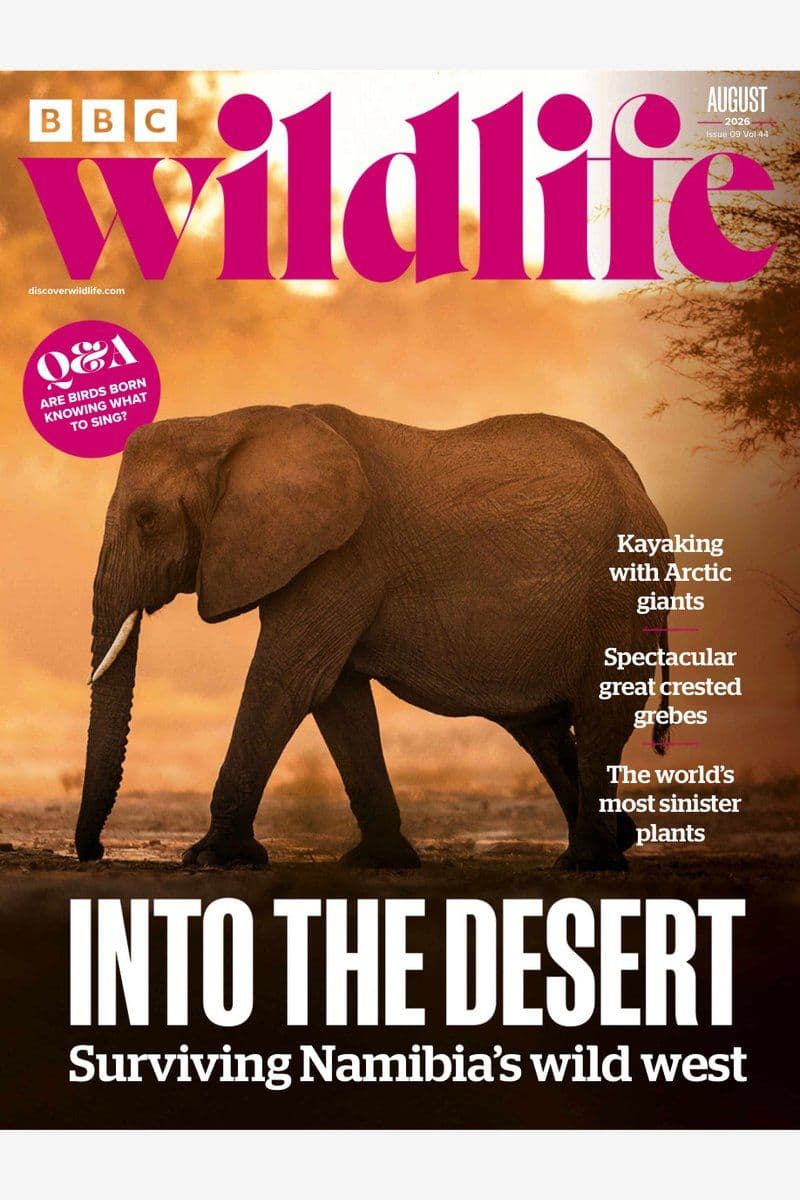 BBC Wildlife August - 2026 [EN]