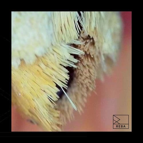 Remcord--L.A_Kosher_EP-_REBA027_-WEB-2026-YALLA