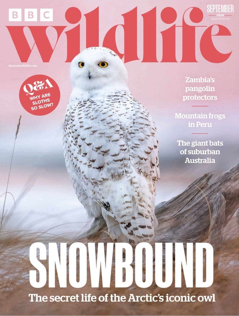 BBC.Wildlife.September.2026.RETAIL.MAGAZINE.eBook-21A1