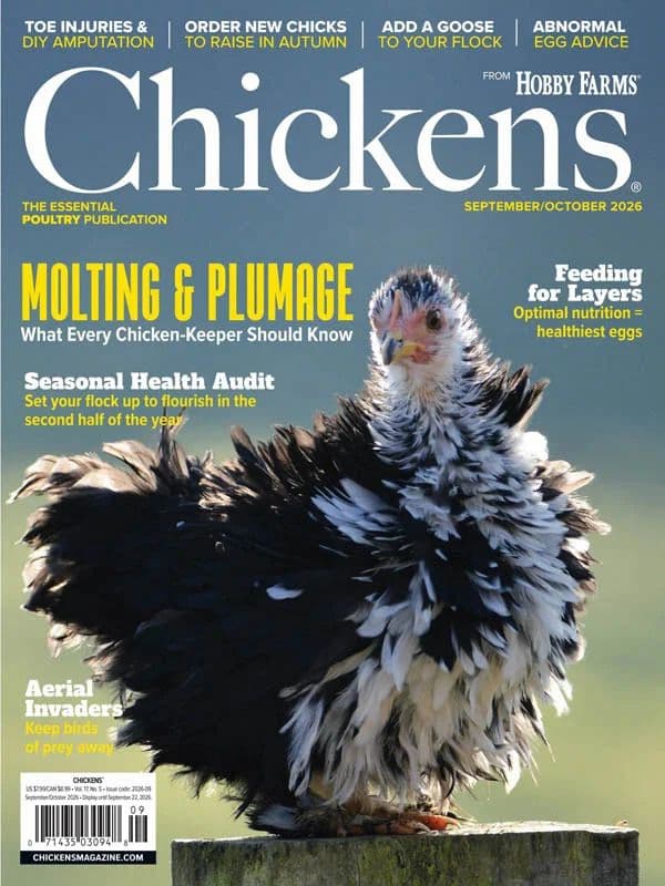 Chickens_-_September_October_2026