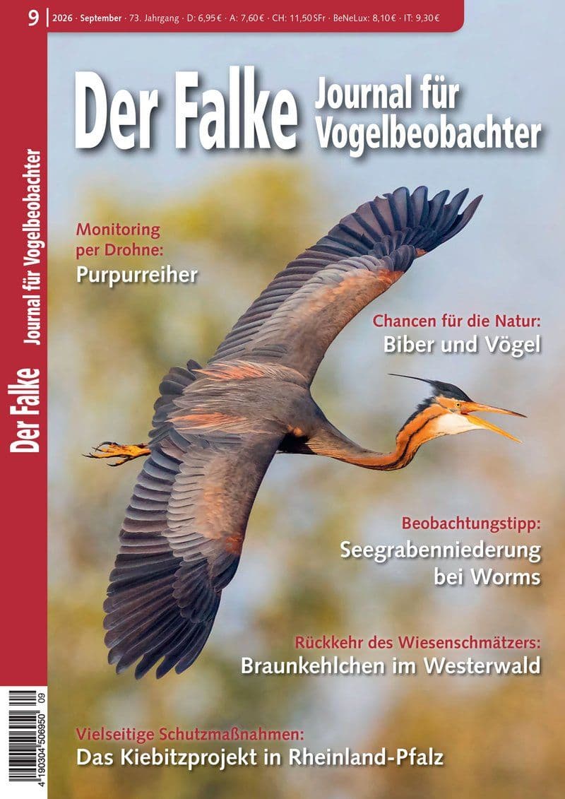 Der.Falke.-.Journal.fuer.Vogelbeobachter.No.09.2026.GERMAN.HYBRID.MAGAZINE.eBook-LORENZ