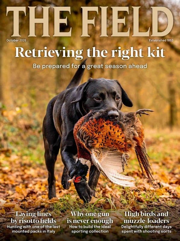 The_Field_-_October_2026